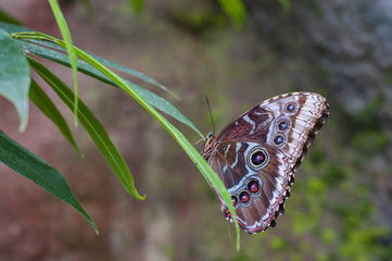 Butterfly Morpho Peleides