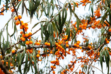 yellow sea-buckthorn berries on a branch