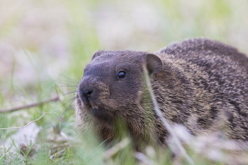 The groundhog, also known as a woodchuck 