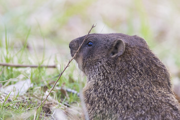 The groundhog, also known as a woodchuck 