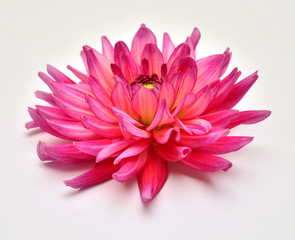 Pink retro and vintage flower dahlia on white background. Flat lay, top view