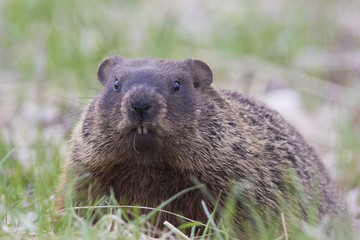 Naklejka na ściany i meble The groundhog, also known as a woodchuck 