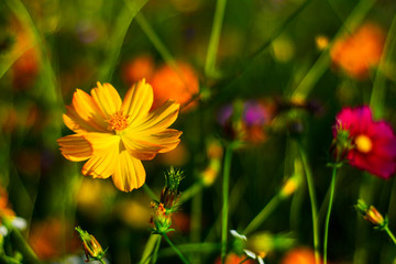 Cosmos flowers in the garden.