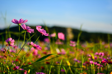 Obraz premium Cosmos flowers in the garden.