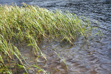 Pond in the Pine Forest