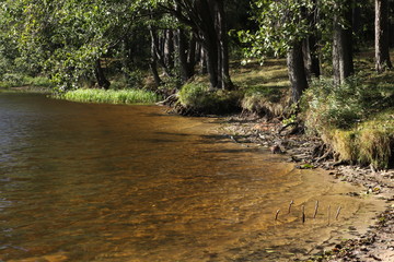 Fototapeta premium Pond in the Pine Forest