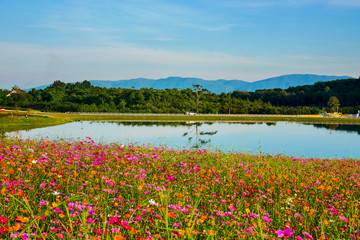 Cosmos flowers in the garden.