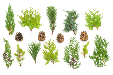 A collection of branches pine, juniper, thuja and cones isolated on white background. Coniferous...
