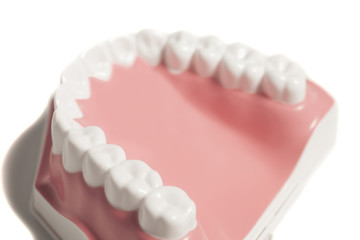 Teeth model