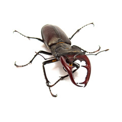Beetle deer isolated on white background. Insect. Macro