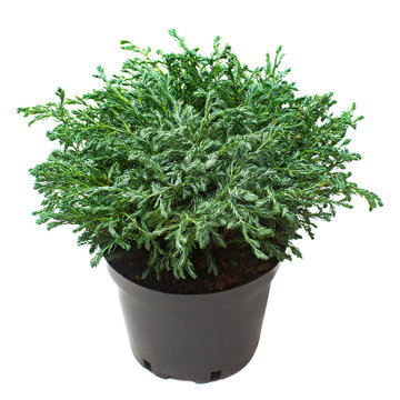 Juniperus in a pot isolated on white background. Coniferous trees. Flat lay, top view