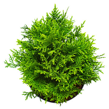 Thuja occidentalis danica isolated on white background. Coniferous trees