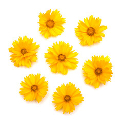 Yellow daisies isolated on a white background. Flowers card. Flat lay, top view