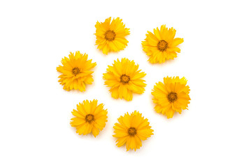Yellow daisies isolated on a white background. Flowers card. Flat lay, top view