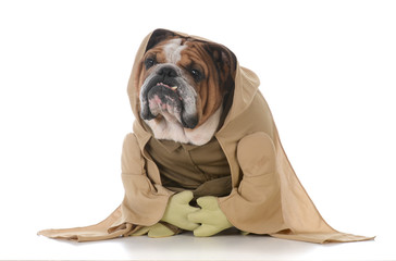 bulldog wearing munk costume