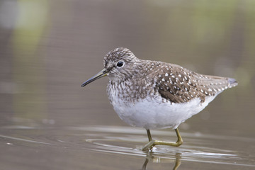 solitary sandpiper (Tringa solitaria) in spring