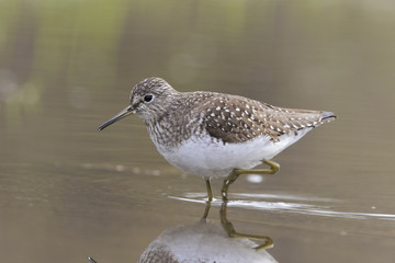 solitary sandpiper (Tringa solitaria) in spring