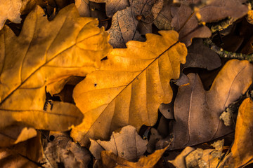 Autumn forest, orange fall colors, leaves in orange and brown or golden colors