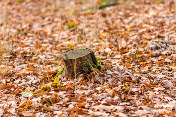 Autumn forest, orange fall colors, leaves in orange and brown or golden colors
