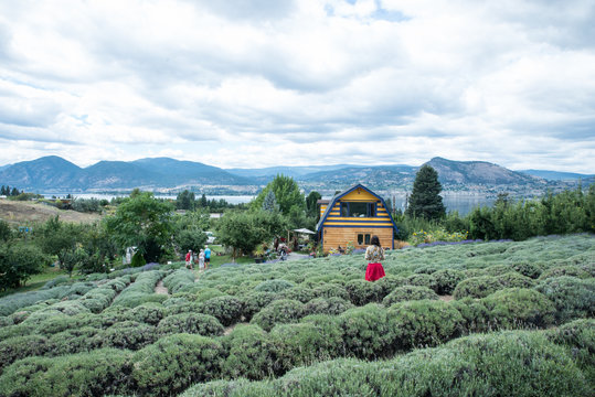 Girl on a red skirt in a lavender farm