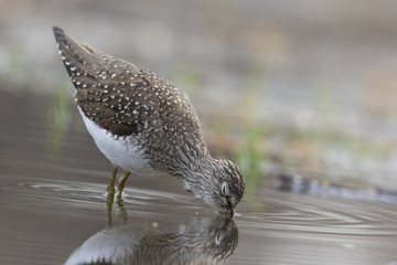 solitary sandpiper (Tringa solitaria) in spring