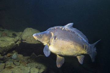 Freshwater fish carp (Cyprinus carpio) in the beautiful clean pound. Underwater shot in the lake. Wild life animal. Carp in the nature habitat with nice background