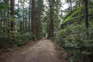 Walking on Vancouver rain forest