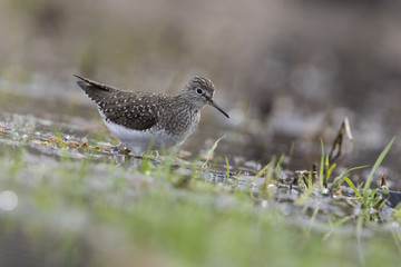 solitary sandpiper (Tringa solitaria) in spring