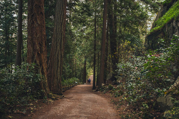 Walking on Vancouver rain forest