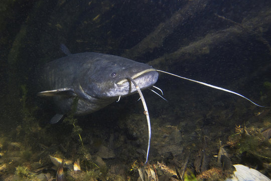 Freshwater fish European Catfish (Silurus glanis) in the beautiful clean river. Underwater shot of the catfish. Wild life animal. Catfish in the nature habitat with nice background. Live in the lake.