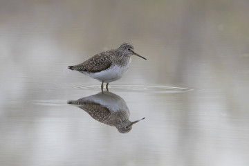solitary sandpiper (Tringa solitaria) in spring