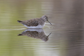 solitary sandpiper (Tringa solitaria) in spring