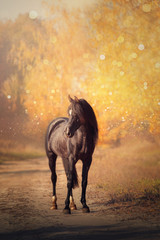 Black Arabian horse stands on the road on yellow trees background in autumn