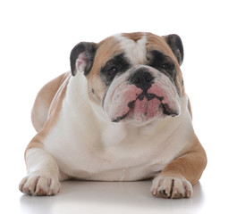 Obraz premium female english bulldog