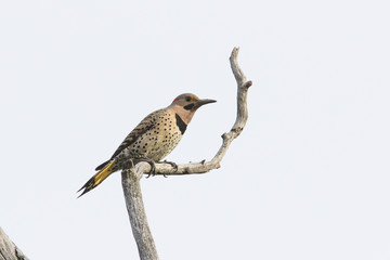 northern flicker at nest