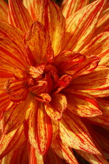 Macro of the center of a formal decorative dahlia blossom. Characterized by evenly placed, flat-tipped petals. The petals are yellow with red stripes.