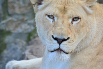 Fototapeta premium The lioness staring at prey