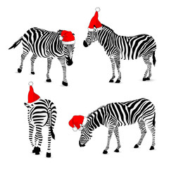 Set of zebra wearing Santa hat.  Wild animal texture. Striped black and gray.  vector illustration isolated on white background.
