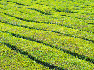 Tea plantation in Porto Formoso, Azores, Portugal