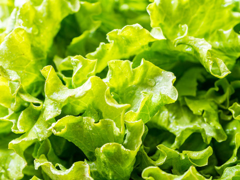 Fresh lettuce, close up