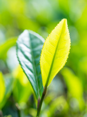 Tea plantation in Porto Formoso, Azores, Portugal