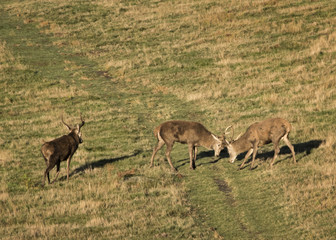 Naklejka na ściany i meble Free roaming deer at the country park