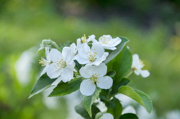 spring flowering of fruit