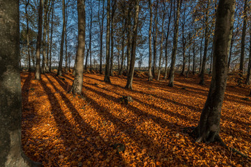 Naklejka premium Blairadam