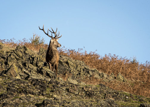 Free roaming deer at the country park