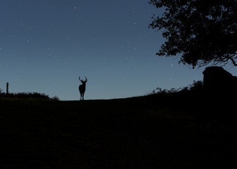 Silhouette of a Deer on the crest of a hill as the star shine above