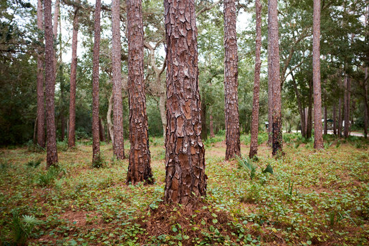 Neat clean pine forest with focus on the trunks