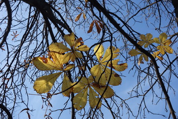 Chestnut branches with a few yellow leaves on blue sky