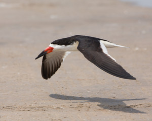 Black SKimmer
