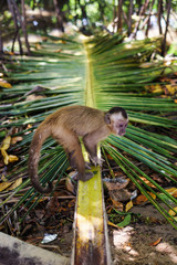 Monkey on the palm leafe